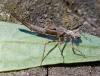 Calopteryx sp.
